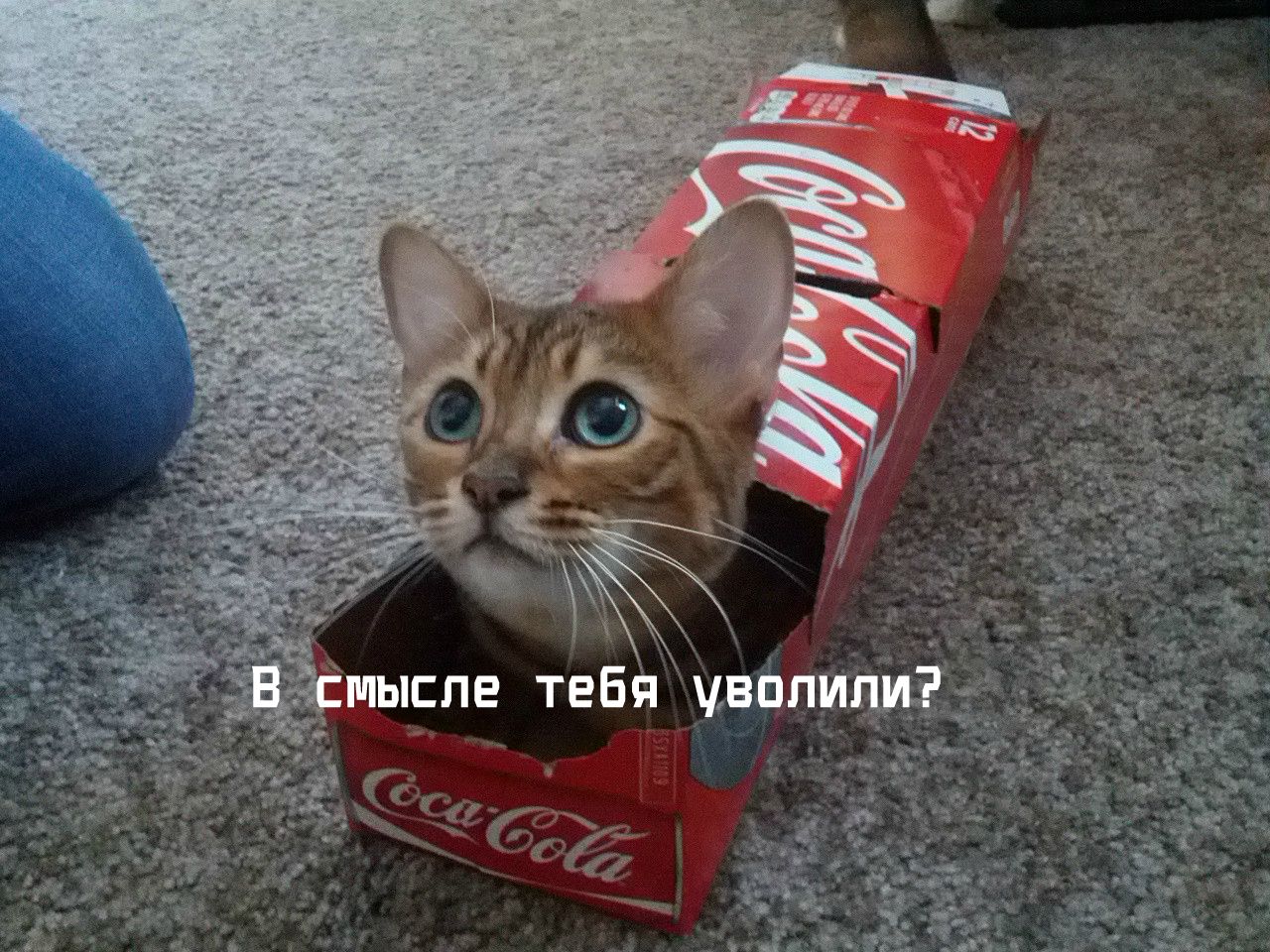 Кота твиксу. Кот Кока кола. Котик с колой. Кот пепси.