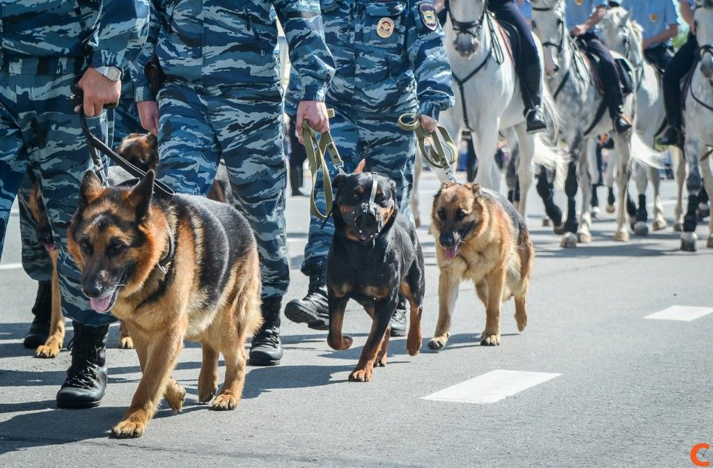 полиция с собаками