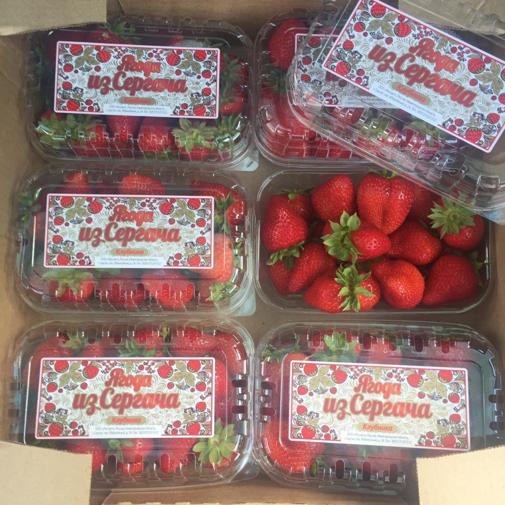 Регион планирует производить каждую десятую ягоду России