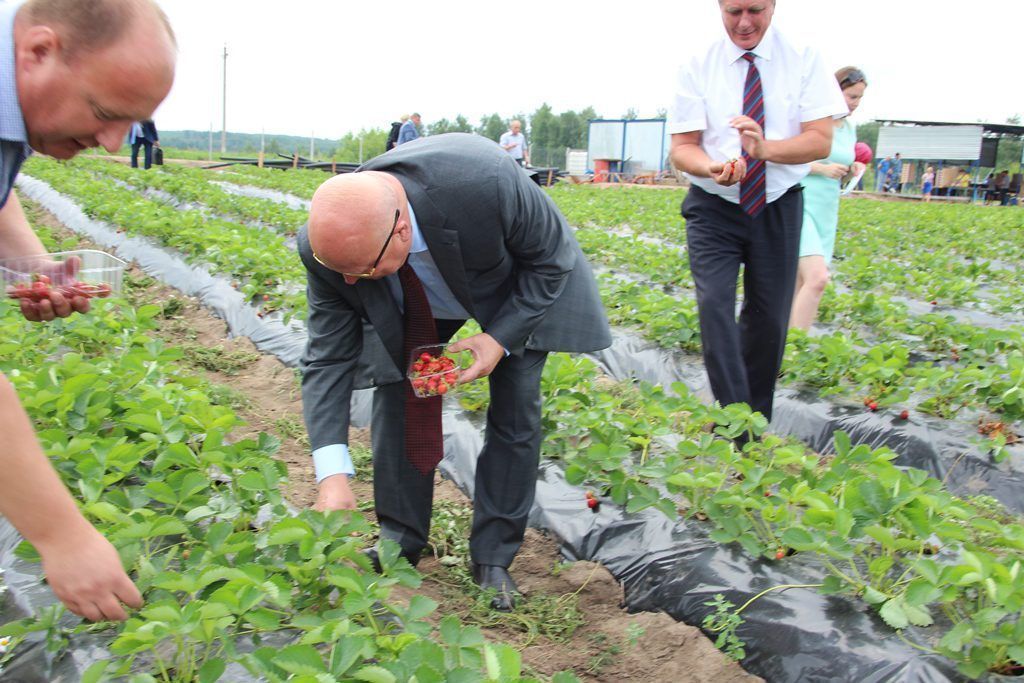 Регион планирует производить каждую десятую ягоду России