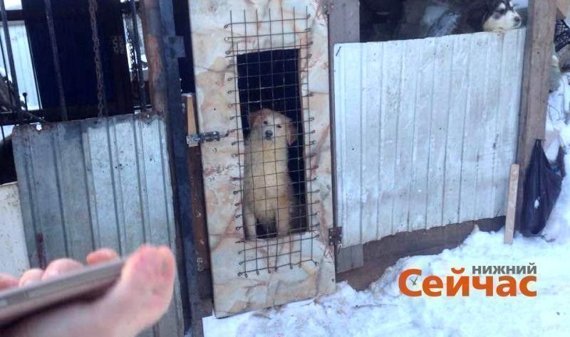 Бешенство собак в нижнем новгороде Бешенство собак в нижнем новгороде thumbnail