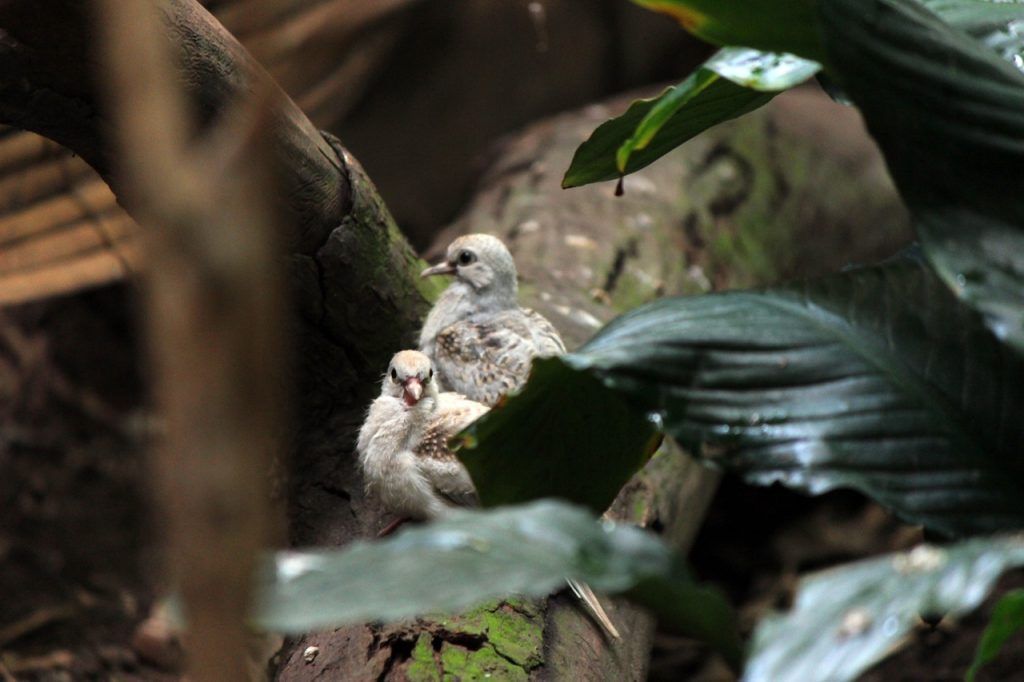 Птенцы бриллиантовой горлицы родились в нижегородском зоопарке