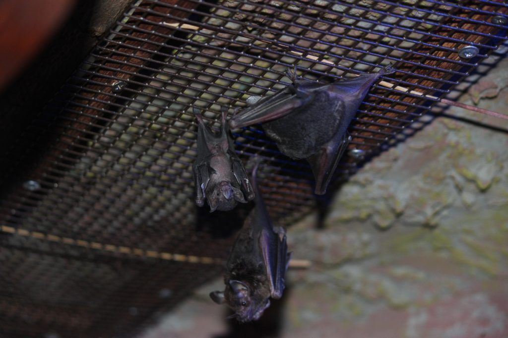 Летучий мышонок родился в нижегородском зоопарке