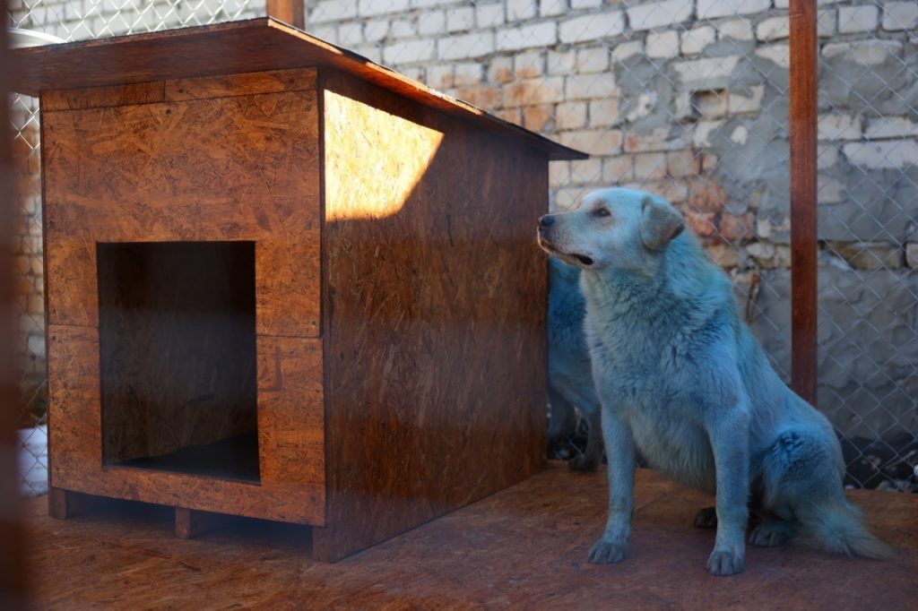 Двух синих собак поселили на территории гаража администрации Дзержинска