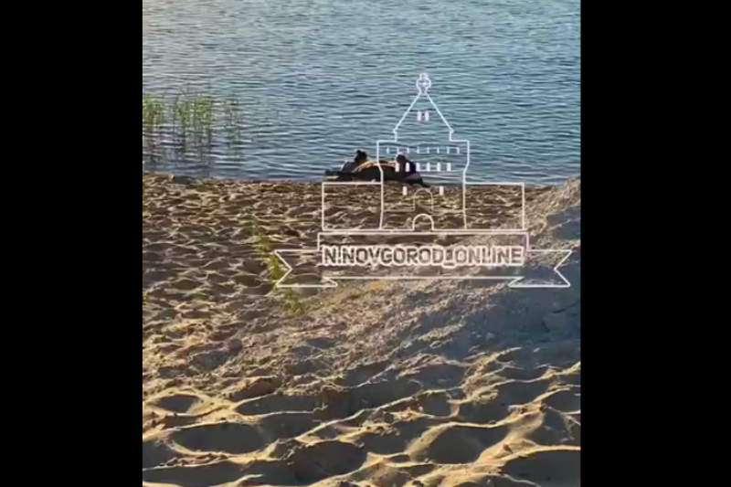 Утонули лошади. Лошадь утонула в Нижнем Новгороде. ЗКПД-4 Нижний Новгород пляж. ЗКПД Нижний Новгород озеро.