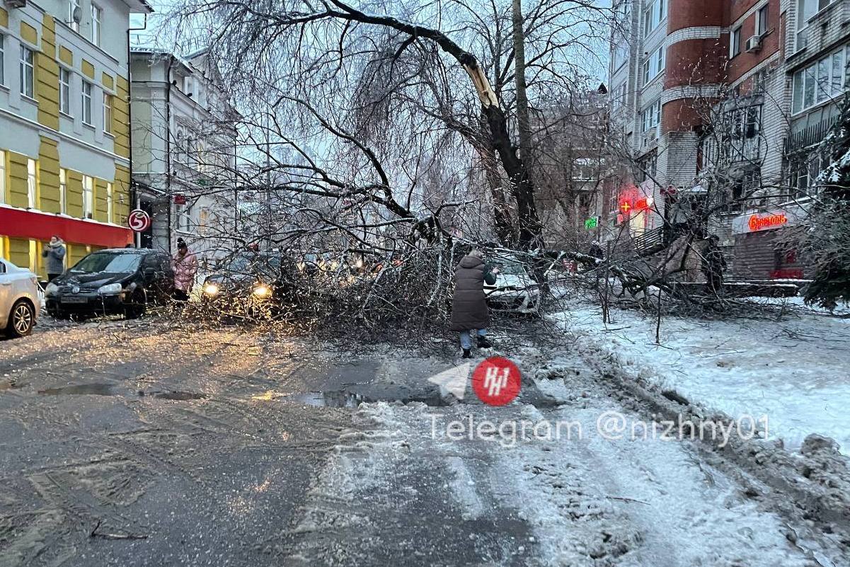 Фото 23 ноября. Дерево в тротуаре. Поваленное дерево. Обледенение деревьев.