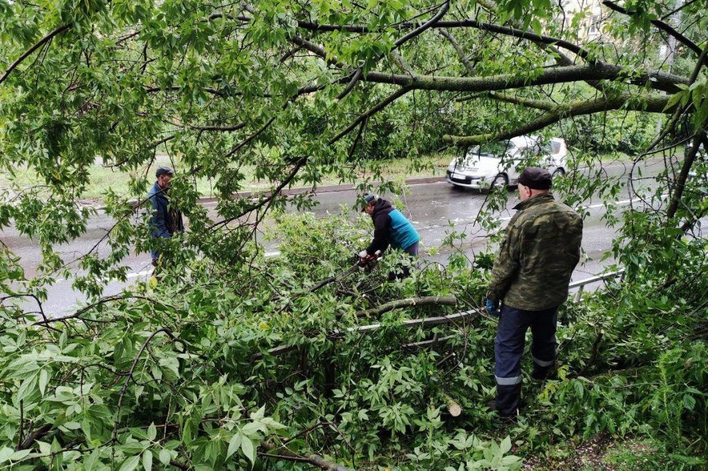 Специалисты ДУКов пяти районов Нижнего Новгорода убрали 102 упавших дерева после урагана