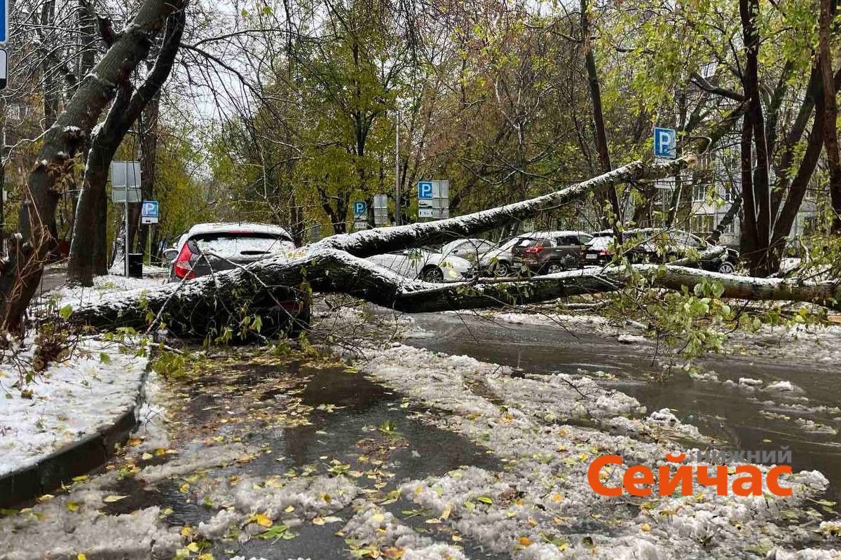 Поваленные ураганом 17 октября деревья вывозят с улиц Нижнего Новгород –  Нижний сейчас